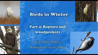 Birds in winter: Raptors and woodpeckers (Part 4)