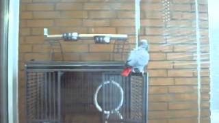 Viva Barca - African Grey Parrot is singing!