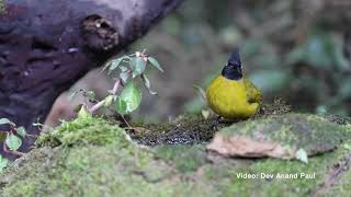 Black crested bulbul