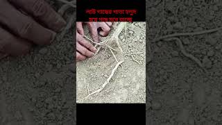 লাউ গাছের পাতা হলুদ হয়ে গাছ মরে যাচ্ছে #কৃষি #লাউ_চাষ #bright_agriculture #garden