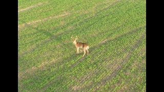 Filming a Backyard Buck with the Phantom