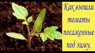 Как взошли томаты посаженные под зиму. Первые всходы. Сад и огород выпуск 220