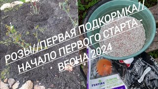 124#Розы//Первая подкормка//Начало старта - 2024//19.04.24🌹🌹🌹