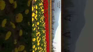 tulip garden srinagar