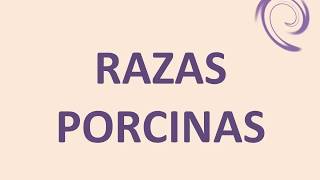 RAZAS PORCINAS