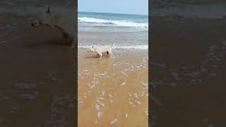 Dog 🐕 swimming in the beach 🏖️⛱️😂😂😂😆