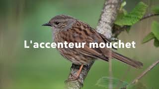 L' accenteur mouchet