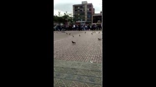 Ahuyentando palomas en Plaza de Lourdes