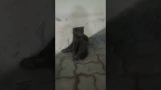 Watch The Wildcat How To Sit#shortvideo #wildlife #cat