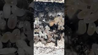 A Glimpse Into The Birth Of an Ant Colony By a Queen Laying Thousands Of Eggs! #tiktok #shorts #ants