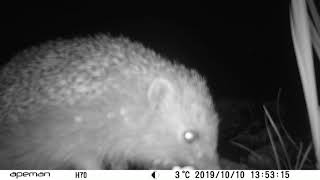 Hedgehog drinking