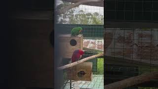 Parrot dance#youtubeshorts#shorts#parrots#parrotvideo#parrotsound