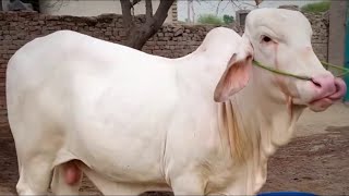 Gulabi Nukra Bachra I Beautiful Bull I Cow Mandi Update I Qurbani 2025 I Bakra Eid Karachi