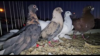 ZWOLEŃ  Gołębie pigeons targ Andrzej W. 20.10.2024 cz.1/5💥Gołębie jasne i wyszwance Andrzeja Radom💥