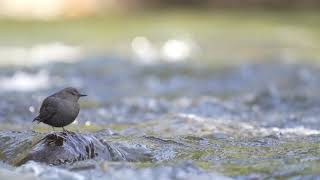 American Dipper on the North Fork of the Nooksack River