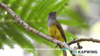 Grey-headed Canary Flycatcher @ Chiu S C DSCN6214