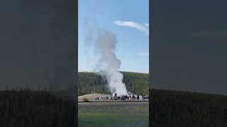 Old Faithful and Bison