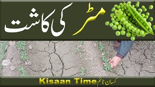 Matar ki kasht in pakistan matar ki kasht matar ki kasht ka tarika مٹر کی کاشت kisan time کسان ٹائم