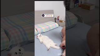 Sleepy cat become angry #funny #shorts