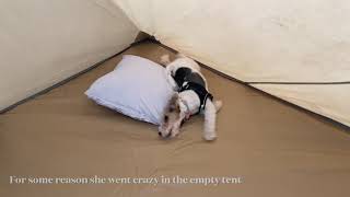 Wire Fox Terrier Puppy Loves Tent Camping