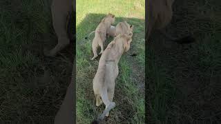 Rongai Rockers🎸🖤 (Sons of the Black Rock) #lion #leão #leon #wildlife #wildanimals #shorts #nature