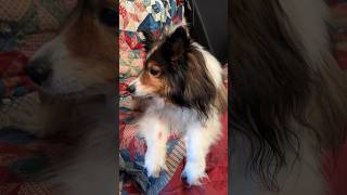 Video Message From A Cute Silly Sheltie: Audie Talking, Yawning, and Sneezing