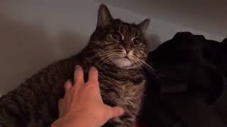 defined  funny cat dont want to move