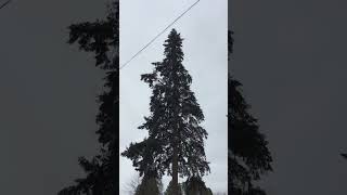 Climbing huge tree to cut it down