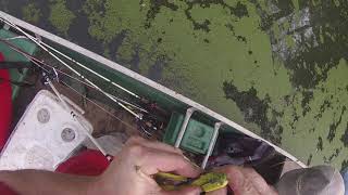 CATCHING BIG Bass out of a dang swamp!!