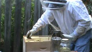 Feeding Our Homemade Pollen Patties To Our Bees