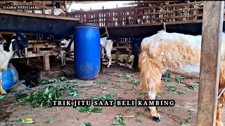 WAKTU YANG TEPAT UNTUK BELI KAMBING JANTAN DAN BETINA #kambing #kambingjantan #kambingbetina