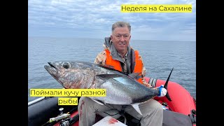 Ловим голубого тунца, горбушу, кету, кучу разной морской рыбы.  #рыбалка #fishing #tuna #сахалин