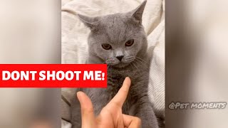 Cute Cats Compilation (2019) #1 | Best of Funny Cat Video Ever