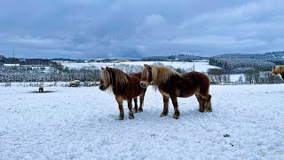 В поисках снега☃️ В Германию пришла ЗИМА🥶