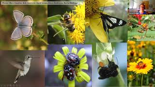 Creating Pollinator Habitat