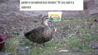 Anti-Duck-Shooting Protest.