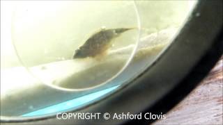 2 month old Triops Timmy swimming around Ashford Clovis