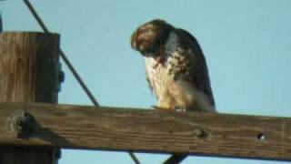 Prairie Falcon