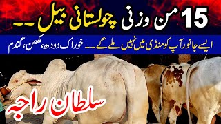 Pure cholistani bull for Qurbani | Al-Jannat cattle farm 2024 | Bakra mandi cow mandi ke rate 2024