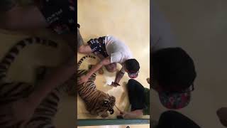 Playing with tiger