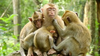 Simple life of monkey Sovana family relaxing together after lunch