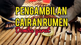 PENGAMBILAN CAIRAN RUMEN PADA DOMBA GARUT - Begini ternyata caranya ...