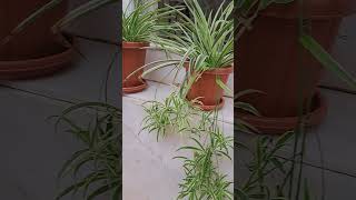 spider plant #viralvideo #shorts