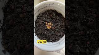 Day 18: Growing an Avocado 🥑 Tree, the seed split #avocado #plants