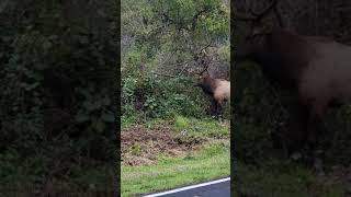 Huge Elk tears down tree with antlers then eats it!! Trophy Royal Bull Elk