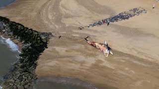 Dead 40ft fin whale washes up on beach in Essex as operation begins to remove body