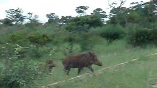 warthog family very funny