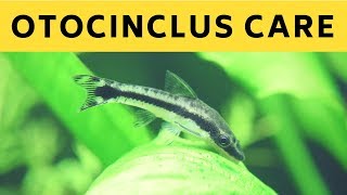 Otocinclus Catfish Care | How To Keep Otos