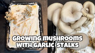 Growing Oyster Mushrooms with Garlic Stalks