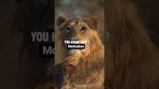 Lion is a king of jungle /you know why?